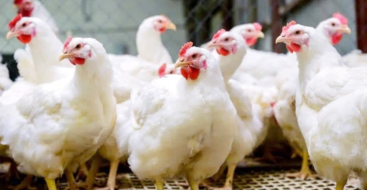 ব্রয়লার মুরগির দাম কমেছে