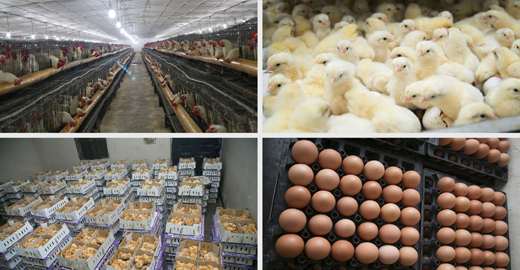 'Corporates pocket Tk 160cr in 20 days exploiting egg, market'