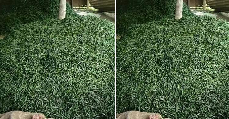 আমদানির খবরে ৮০০ টাকার কাঁচামরিচ এখন ৩০০