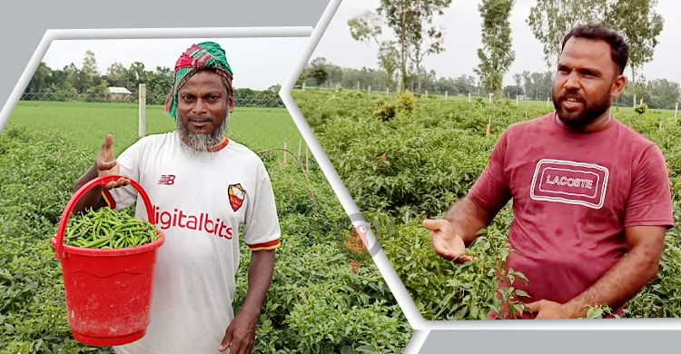 মালয়েশিয়া ফেরত সারোয়ার সেলিমের মরিচ চাষে বাজিমাত
