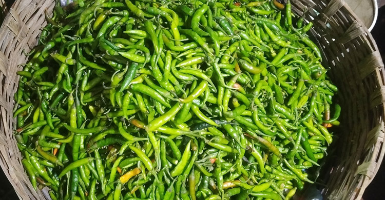 ময়মনসিংহে এক সপ্তাহে কাঁচামরিচের দাম বেড়েছে ১০০ টাকা