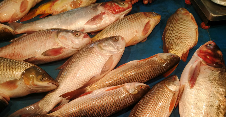 ময়মনসিংহে এক সপ্তাহে কাঁচামরিচের দাম বেড়েছে ১০০ টাকা