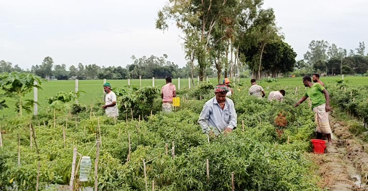 মালয়েশিয়া ফেরত সারোয়ার সেলিমের মরিচ চাষে বাজিমাত