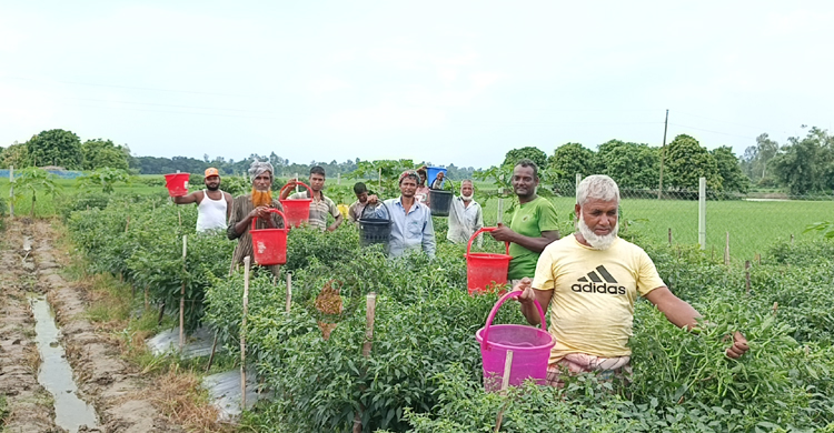 মালয়েশিয়া ফেরত সারোয়ার সেলিমের মরিচ চাষে বাজিমাত