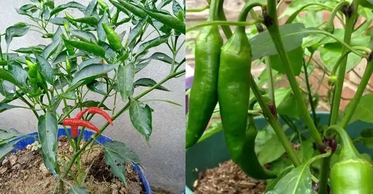 বাড়ছে কাঁচা মরিচের দাম, আগেই চাষ করে নিন টবে