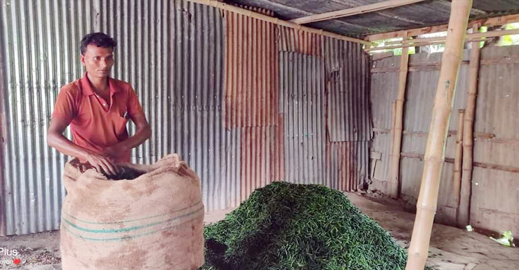 আমদানির খবরে ৮০০ টাকার কাঁচামরিচ এখন ৩০০