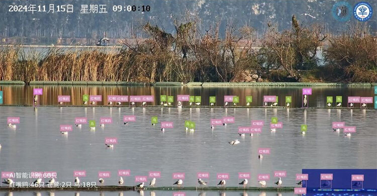 AI’s avian advantage: China uses AI to map, protect birds with facial recognition