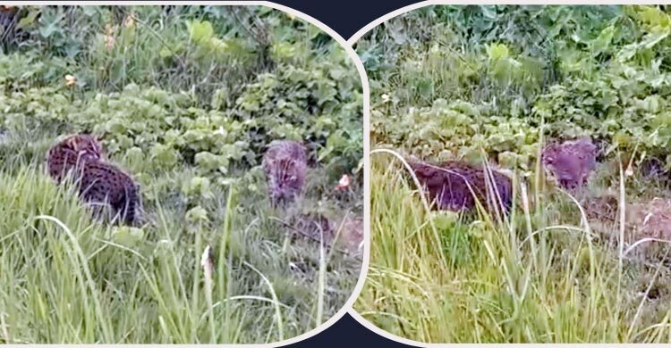 মিরসরাইয়ে লোকালয়ে চিতাবাঘসদৃশ প্রাণী, গ্রামজুড়ে আতঙ্ক