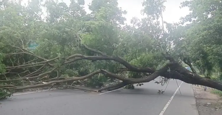 সীতাকুণ্ডে গাছ কেটে সড়ক অবরোধের ঘটনায় সওজের মামলা, গ্রেফতার ২