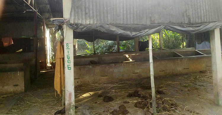 সীতাকুণ্ডে খামারিকে অস্ত্রের মুখে জিম্মি করে ১২ গরু লুট