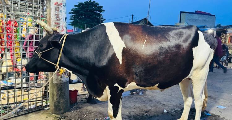 মিরসরাইয়ে কোরবানির হাটের আকর্ষণ ‘কালো পাহাড়’, দাম ৭ লাখ