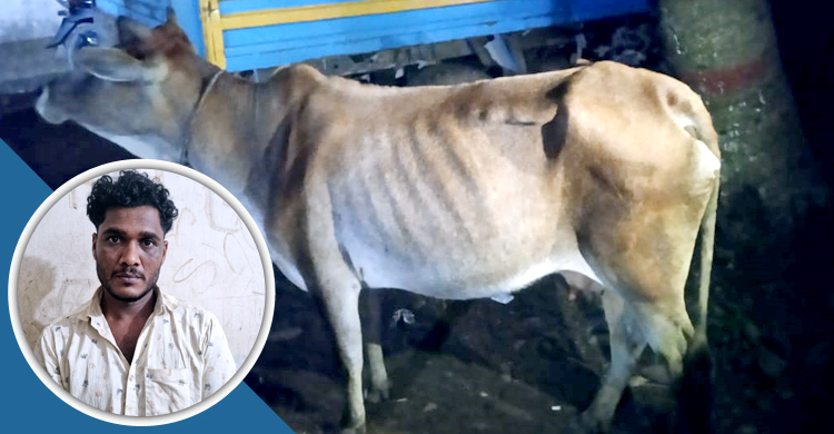 গরু চুরির পর নিজের বাড়িতে জমাচ্ছিলেন যুবক