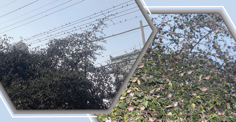 চড়ুই পাখির কিচিরমিচিরে মুখরিত দিনাজপুর স্টেশন চত্বর