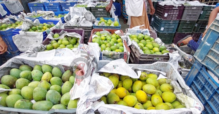 চুয়াডাঙ্গায় আমের কেজি ৯-৩৫, দাম নিয়ে হতাশ চাষি-ব্যবসায়ীরা