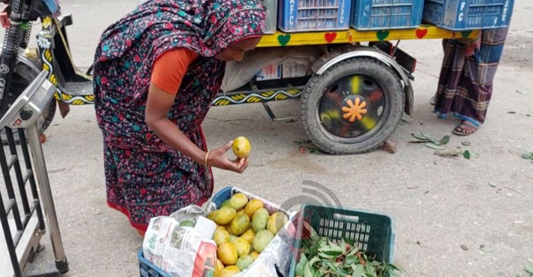 চুয়াডাঙ্গায় আমের কেজি ৯-৩৫, দাম নিয়ে হতাশ চাষি-ব্যবসায়ীরা