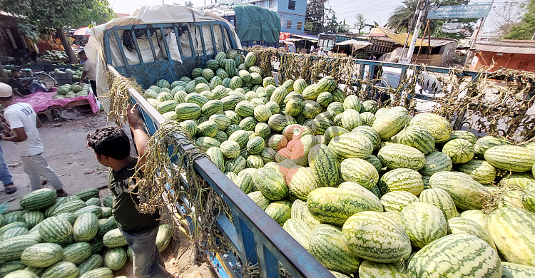 চুয়াডাঙ্গায় গরমের সঙ্গে বাড়ছে তরমুজ-ডাবের দাম