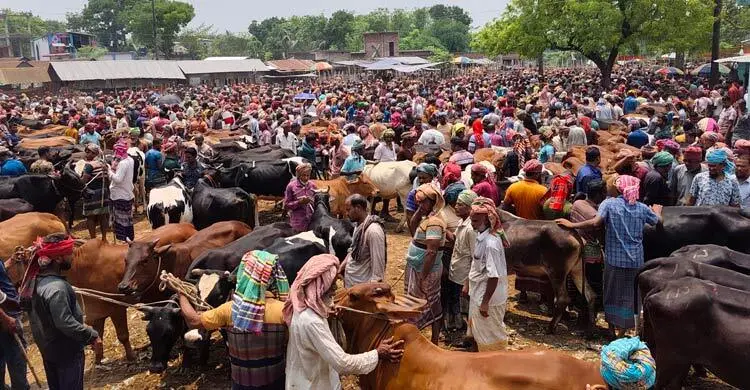 চুয়াডাঙ্গায় জমজমাট পশু বেচাকেনা, দাম বেশি বলছেন ক্রেতারা