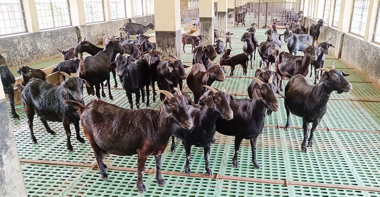 জনবলের অভাবে খুঁড়িয়ে চলছে চুয়াডাঙ্গার ছাগল উন্নয়ন খামার