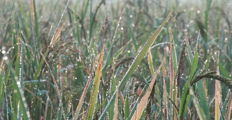 চুয়াডাঙ্গায় আগেভাগেই জানান দিচ্ছে শীত