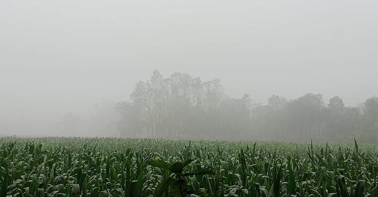হাড়কাঁপানো শীতে স্থবির চুয়াডাঙ্গা, তাপমাত্রা ৭.৫ ডিগ্রি  