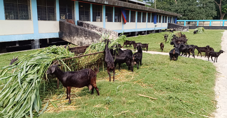 জনবলের অভাবে খুঁড়িয়ে চলছে চুয়াডাঙ্গার ছাগল উন্নয়ন খামার