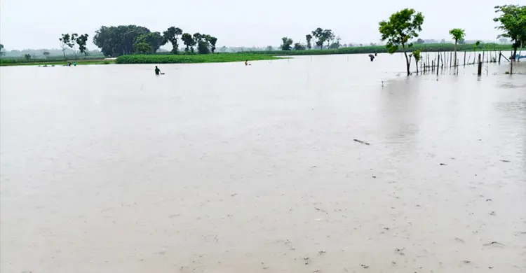 চুয়াডাঙ্গায় টানা বর্ষণে ফসলের ব্যাপক ক্ষতি, সড়ক ভাঙনে দুর্ভোগ