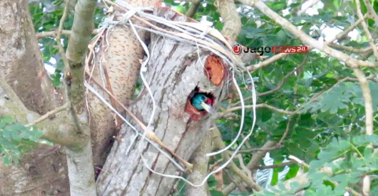 শিশুর মানবিকতায় রক্ষা পেল বসন্ত বৌরী পাখির সংসার