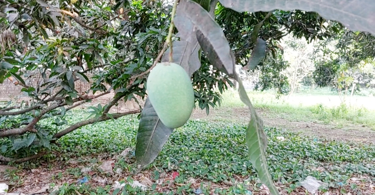 চুয়াডাঙ্গার আম বাজারে আসবে ১৪ মে