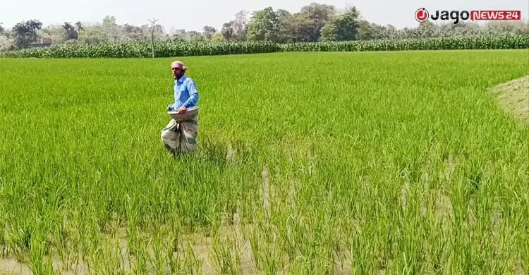 ইংলিশ মিডিয়াম স্কুল সরকারি নিয়মের বাইরে থাকতে পারবে না: শিক্ষামন্ত্রী