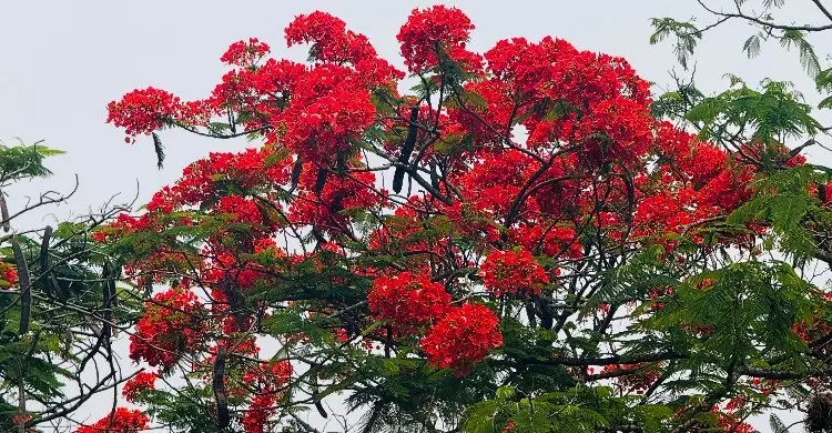 মৌলভীবাজারে কৃষ্ণচূড়ায় সেজেছে প্রকৃতি