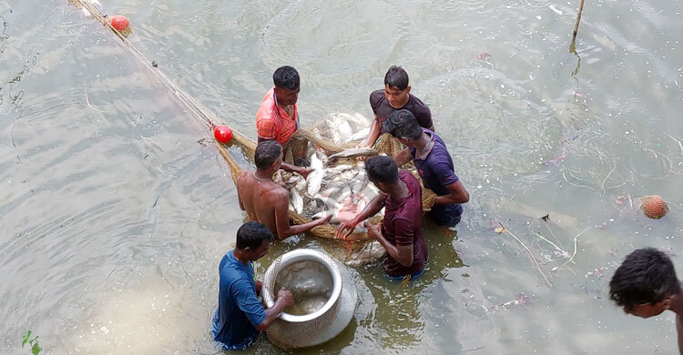 তীব্র গরমে মরছে মাছ, লোকসানে চাষিরা
