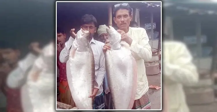 অক্সিজেন সিলিন্ডার লাগিয়ে আটকা পড়া দুই চিতল ধরলো জেলে