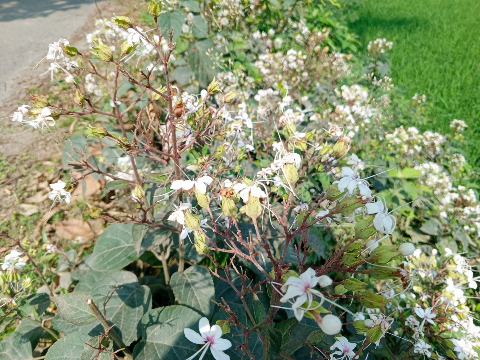 গ্রামীণ পথের নীরব সৌন্দর্য ভাঁটফুল