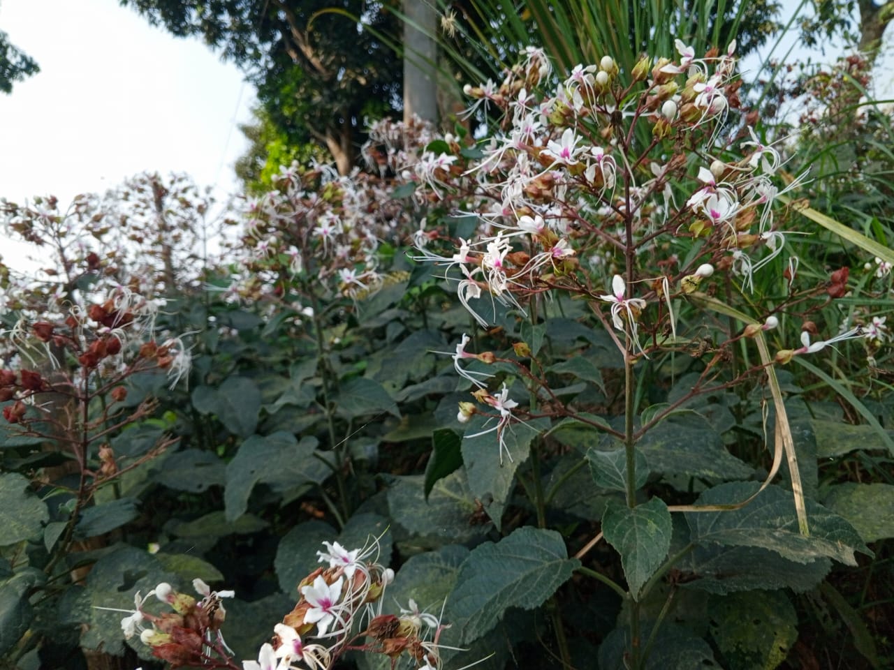 গ্রামীণ পথের নীরব সৌন্দর্য ভাঁটফুল