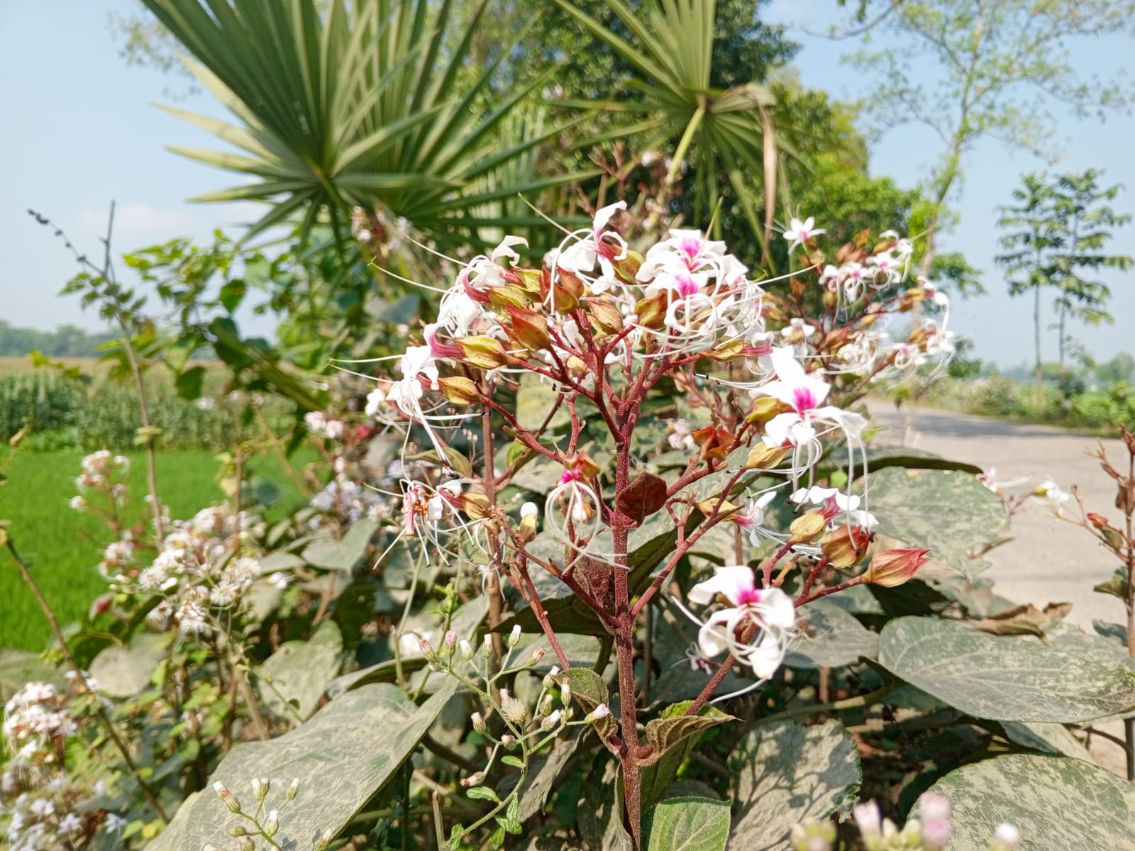 গ্রামীণ পথের নীরব সৌন্দর্য ভাঁটফুল