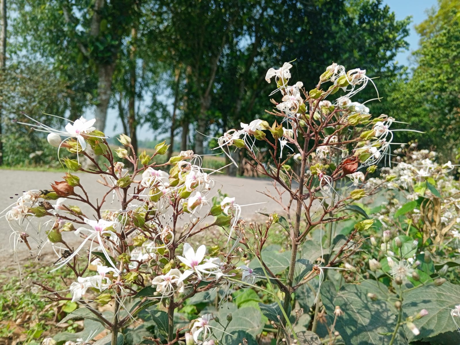 গ্রামীণ পথের নীরব সৌন্দর্য ভাঁটফুল