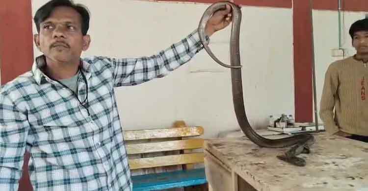 সাপকে বাঁচাতে দুই ঘণ্টার অস্ত্রোপচার-৮০টি সেলাই