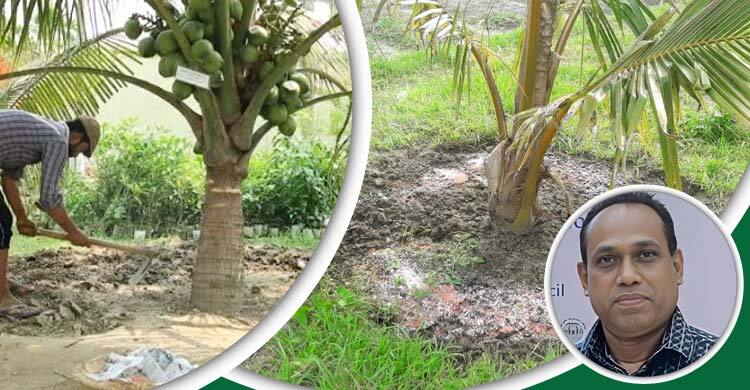 নারিকেল গাছে সার দেবেন যেভাবে