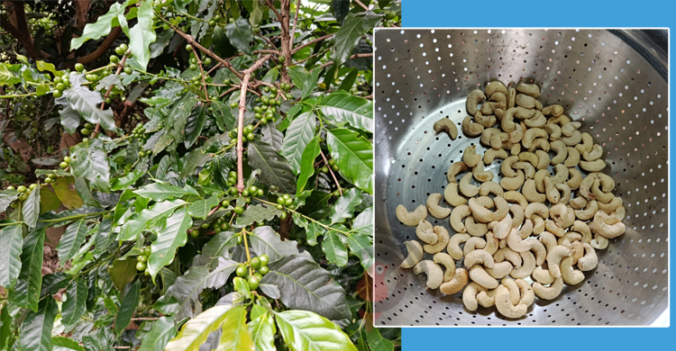 Jum to Java: Cashew and coffee revamp CHT farming