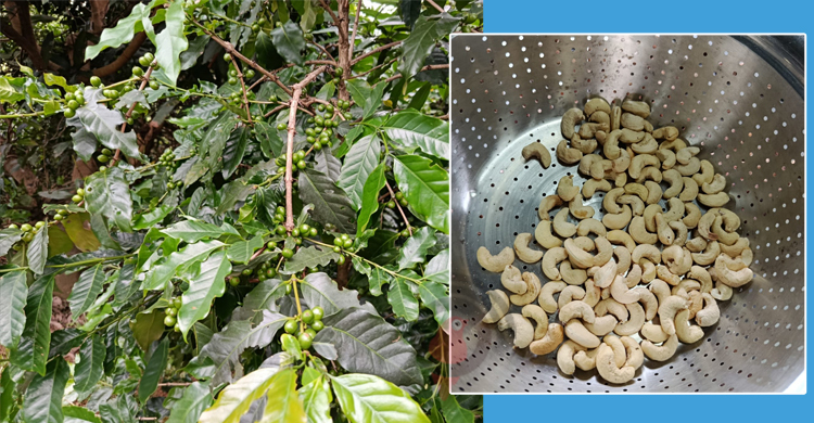 কাজুবাদাম-কফিতে বদলে যাচ্ছে পাহাড়ের কৃষি