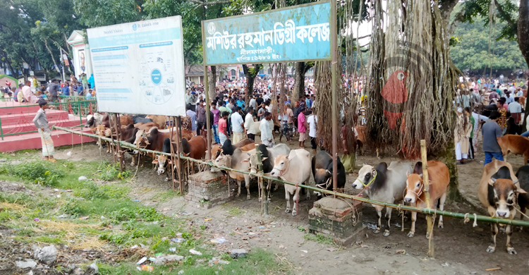 নীলফামারীতে অনুমতি ছাড়াই কলেজ মাঠে গরুর হাট