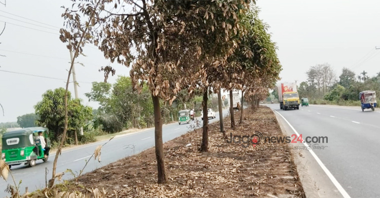 পুড়িয়ে দেওয়া হলো সড়ক বিভাজকের কয়েকশ গাছ