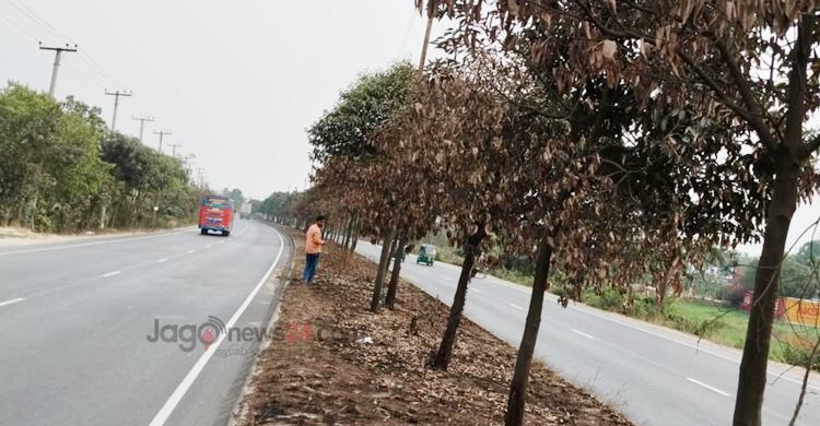 পুড়িয়ে দেওয়া হলো সড়ক বিভাজকের কয়েকশ গাছ