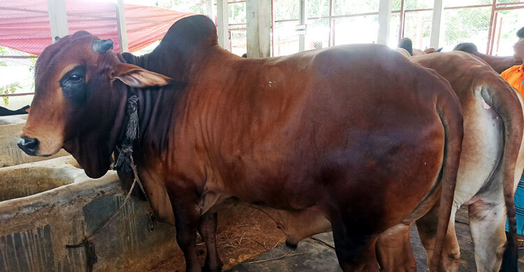 ভারতীয় গরু নিয়ে শঙ্কায় খামারিরা, সতর্ক বিজিবি