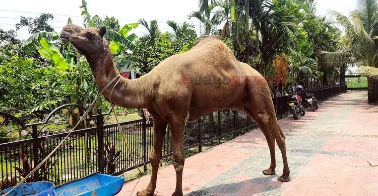 কুমিল্লার খামারে মরুর উট, দেখতে দর্শনার্থীর ভিড়