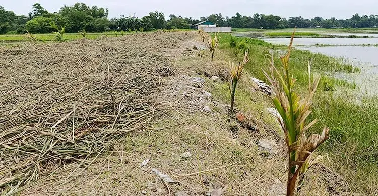 প্রধানমন্ত্রীর বৃক্ষরোপণ কর্মসূচির গাছ কীটনাশক ঢেলে ধ্বংসের অভিযোগ