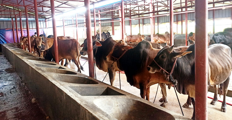 ভারতীয় গরু নিয়ে শঙ্কায় খামারিরা, সতর্ক বিজিবি