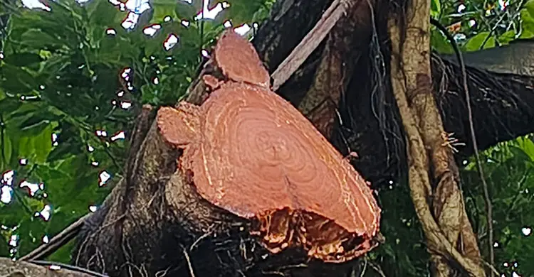অনুমোদন ছাড়াই দেড়শ বছরের বটগাছ কাটলেন বিএনপি নেতা
