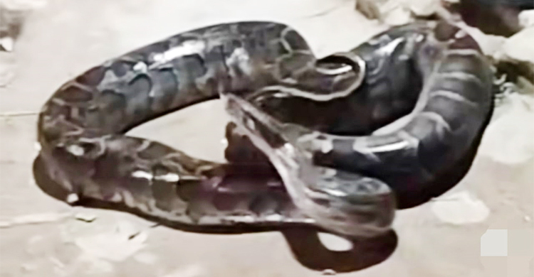 ১২ ফুট লম্বা অজগর ধরে বাড়ি নিয়ে গেলেন যুবক