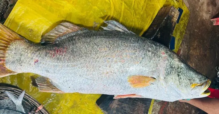 নাফ নদীতে জেলের বড়শিতে ধরা পড়লো ৩০ কেজির কোরাল